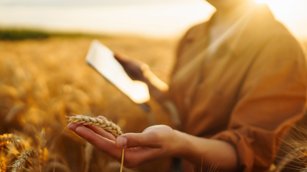 a person in a field holding a stalk of wheat in one hand and a smartphone in the other